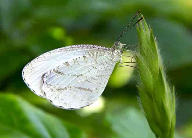 �N���e���V���`���E